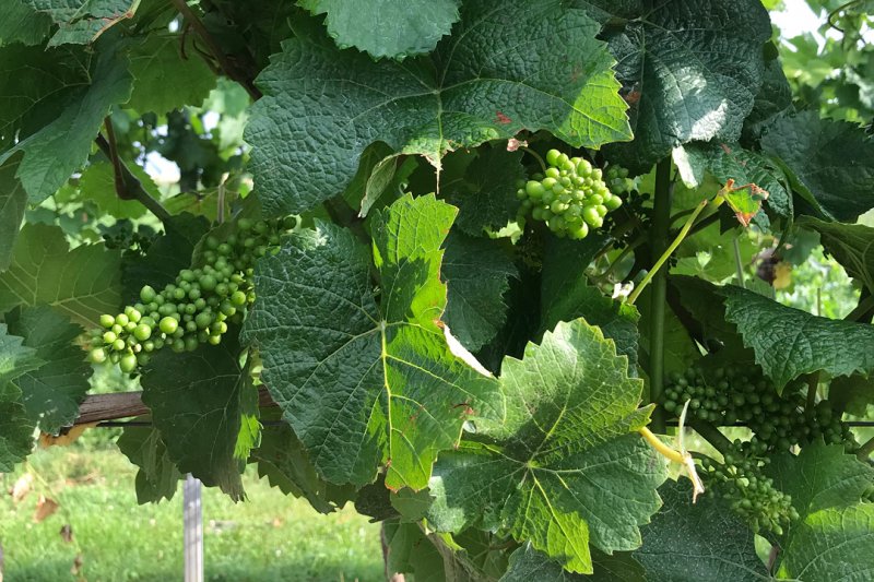 ORANGE WEINE. WAS IST DAS DENN? | GloriousMe ORANGE WEINE. WAS IST DAS DENN? | GloriousMe